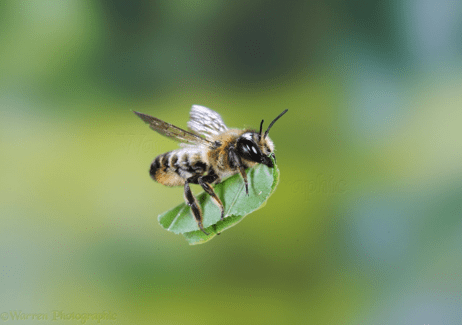 Flying insect carrying a piece of a leaf